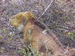 land iguana