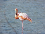 flamingo