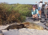 sea lions