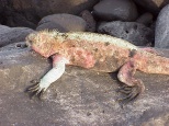 marine iguana