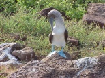 blue footed boobie