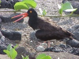 oyster catcher