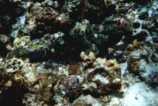 Camoflouged fish