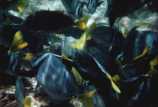 Parrotfish on the reef