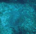 Sea Turtle