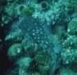 Puffer Fish 
