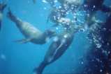 Swimming with the Sea Lion pups