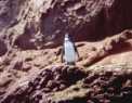 Endemic tropical penguin