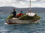the all-important totora reed