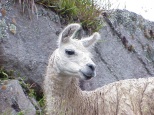 cute llama